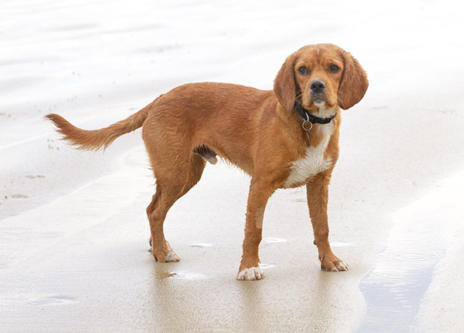 Beaglier (Beagle x Cavalier King Charles Spaniel)